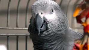 V zájmu papouška jsem chtěl zlomit notebook